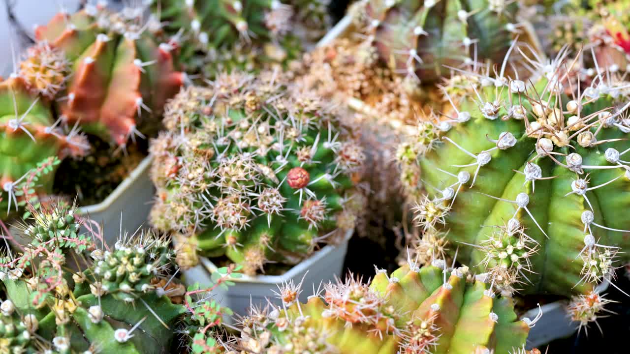 시장에서 자연 조명 아래 다양한 모양과 색을 보여주는 활기찬 티 컬렉션