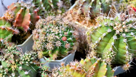 a vibrant collection of cacti at a market, showcasing diverse shapes and colors under natural lighting