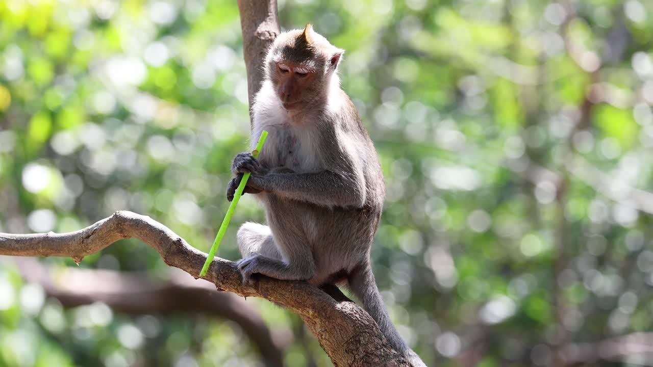 un mono comiendo paja en el zoológico de chonburi, tailandia