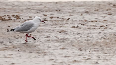 silver gull walks across wet sand under overcast daylight, steady camera, natural coastal environment