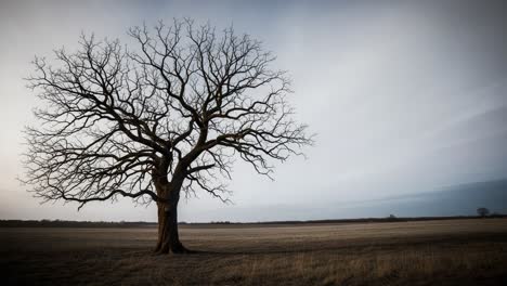 a solemn journey through time: the transformation of a lone tree amidst changing light from dawn to dusk in a serene landscape