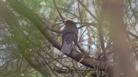 Slow-motion-medium-wide-shot-of-a-young-Blackbird-sitting-on-a-branch,-enveloped-and-framed-by-different-greenery