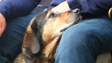 dog resting on a man's lap