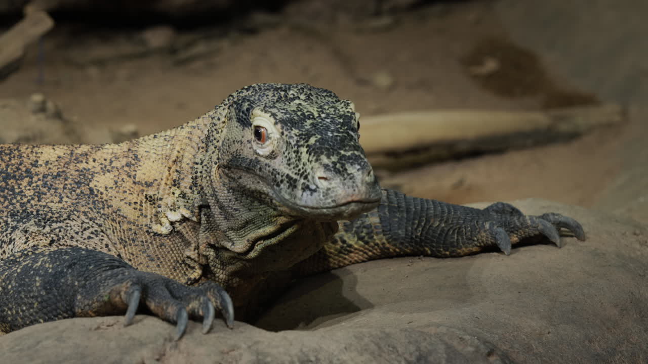 Komodowaran auf felsigem Untergrund. Seltene Tierart.