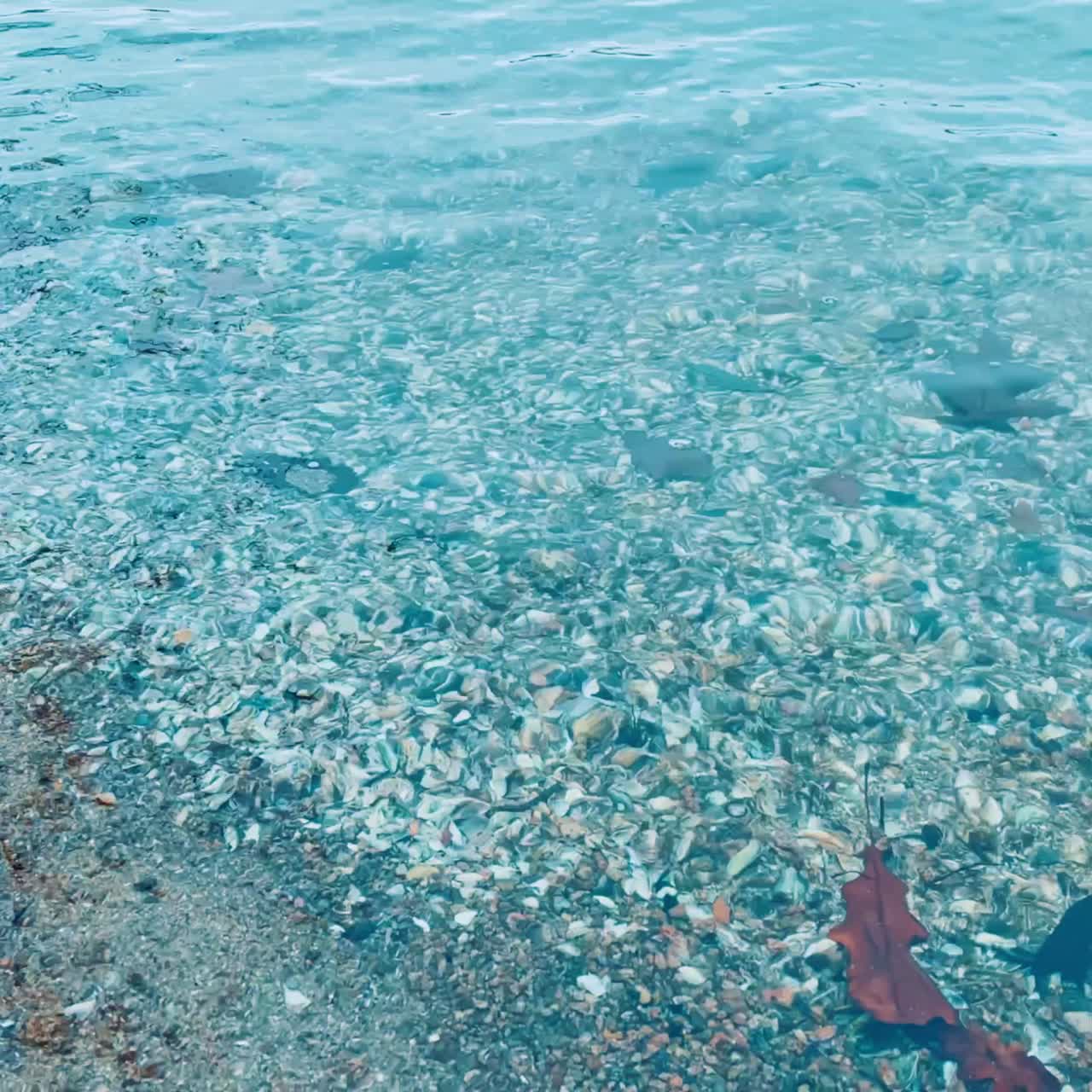 Blue clear water at the shore with lots of shells on the bottom. Some brown leaves from trees floating in the water
