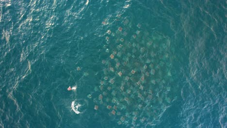 grupo de rayos del diablo en el mar de cortez en méxico - ojo de pájaro, vista aérea
