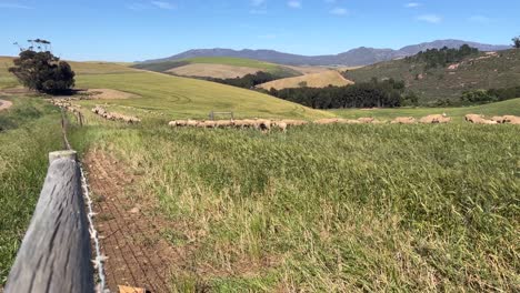 Sheep-moving-through-a-field