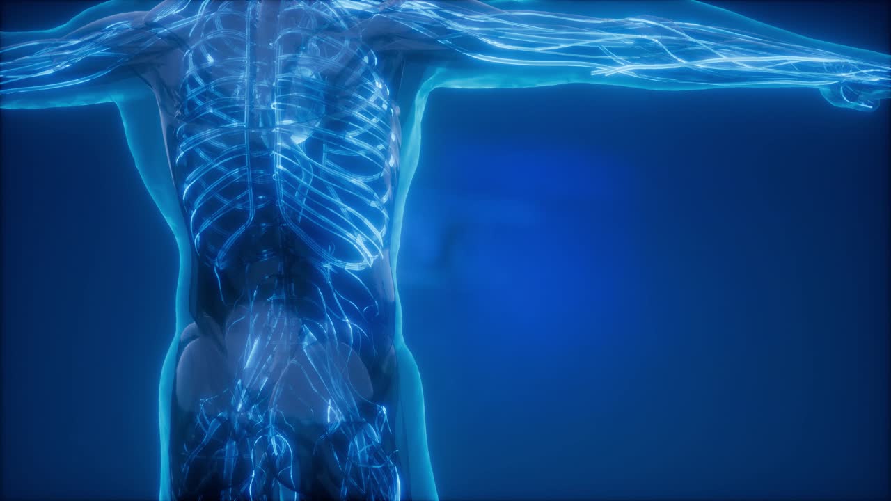人体 の 血管