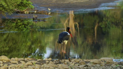 a saddle-billed stork walks over a shore strewn with pebbles towards a lake