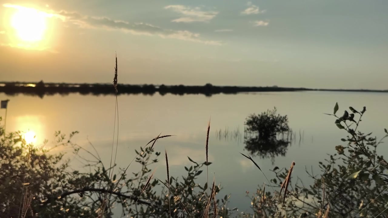 Tramonto dorato su un lago calmo con erba in silhouette