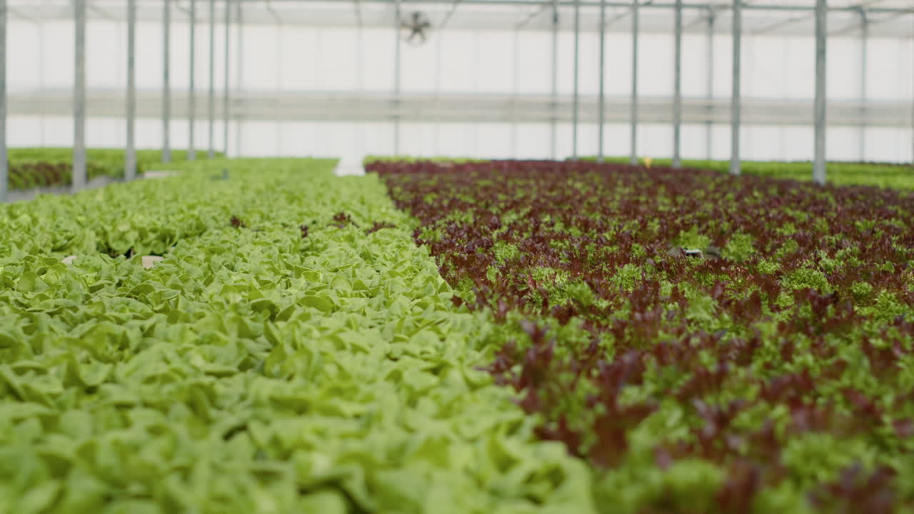 cultivo de lechuga en un invernadero
