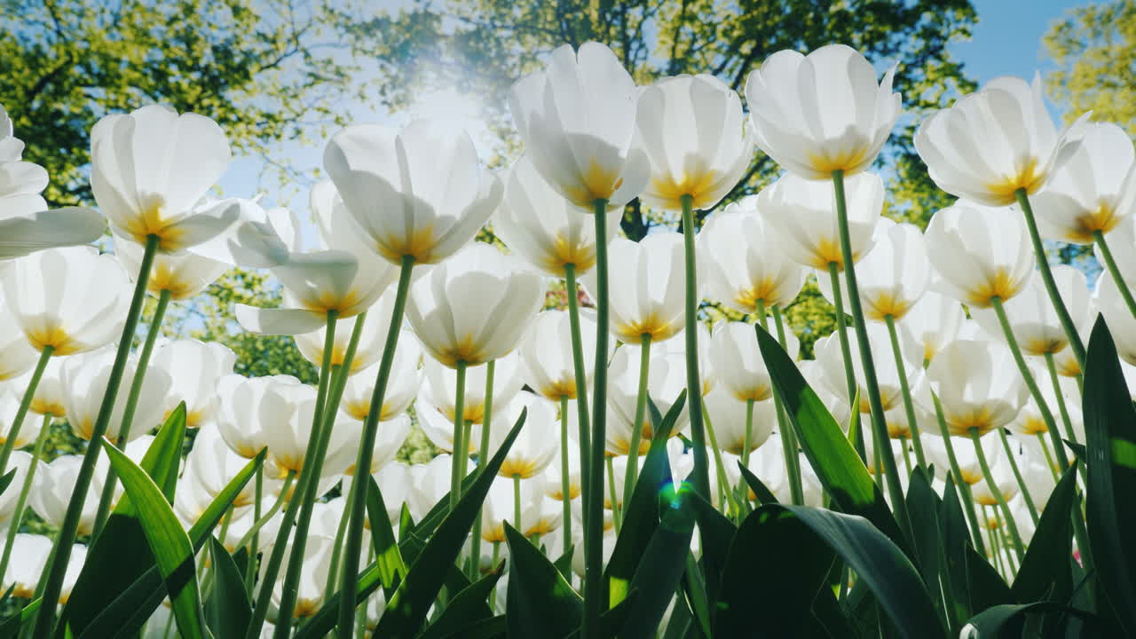 하얀 튤립 사이로 비치는 햇빛