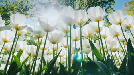 sunlight shining through white tulips