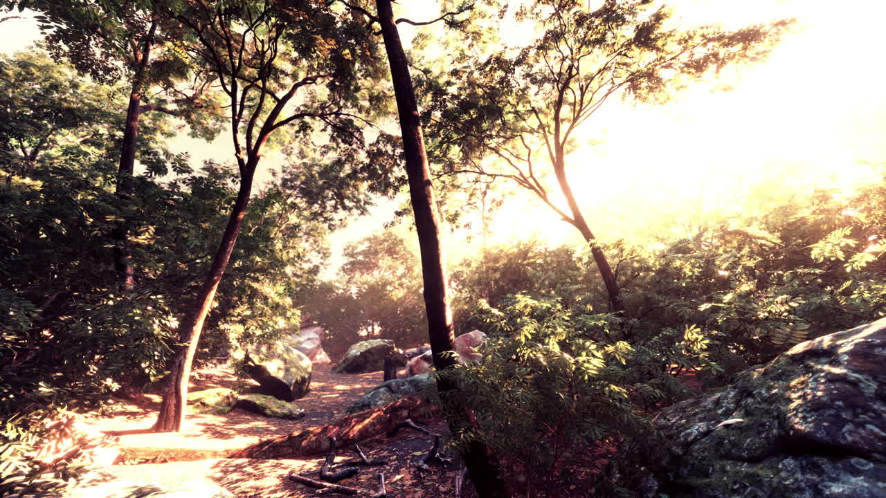 hermoso claro de bosque verde a la luz del sol