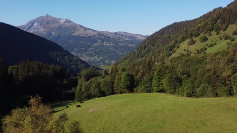 Volando-Hacia-Un-Campo-Alpino-Con-Vacas