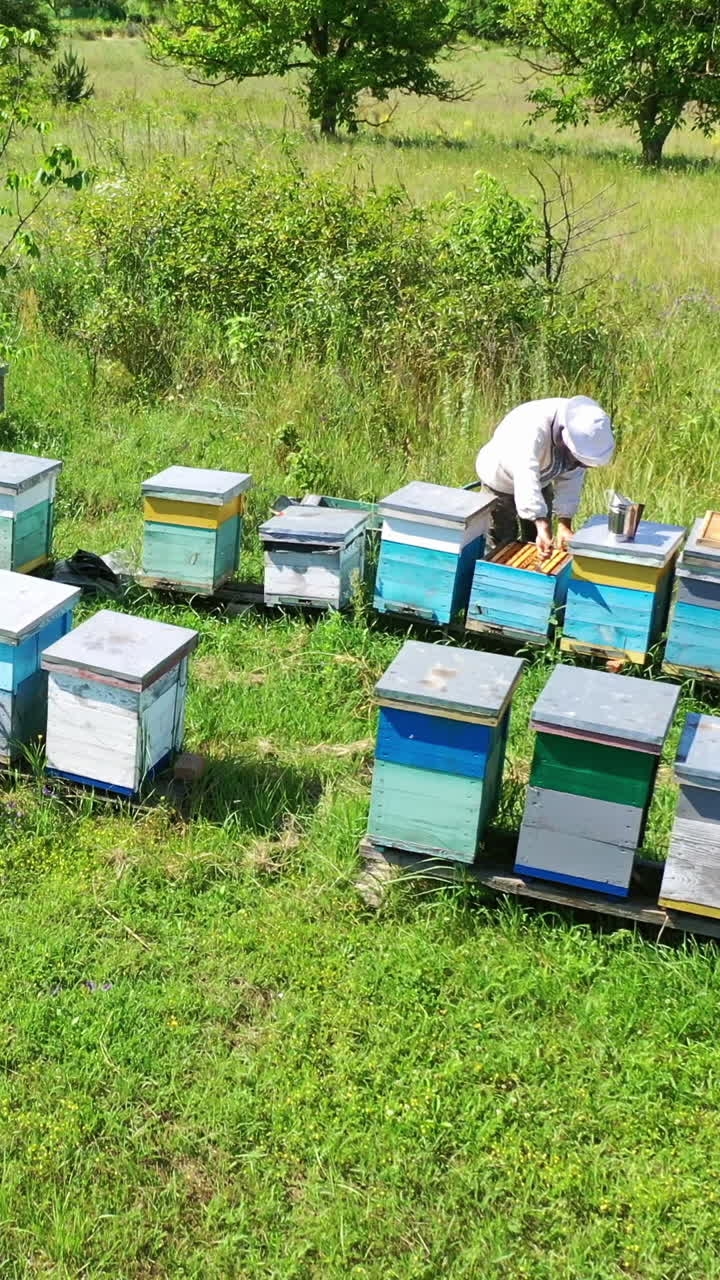 Apiary in summer. Wooden hives on green grass among nature. Male apiculturist inspects bees in a bright day. Aerial view. Vertical video