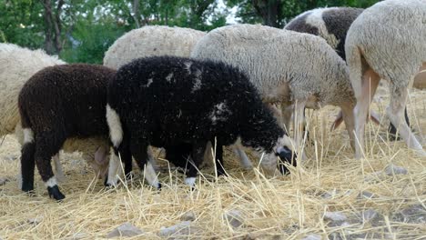 grazing black lambs