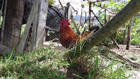 beautiful rooster in cage at backyard farm