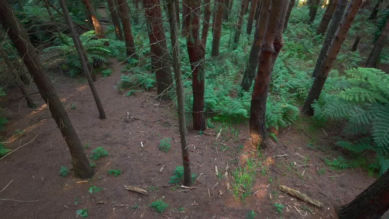 Serene aerial view of lush green forest at Woolrich Park, Melbourne. Sunlight filters through tall trees, casting soft shadows. Captivating natural beauty captured in vivid detail