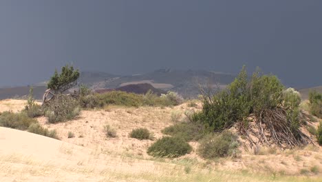 sagebrush growing among the miles of sand and rock at the st