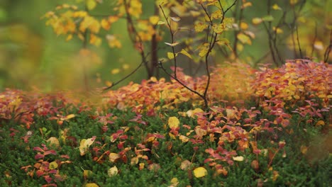 vibrant colours of autumn in the tundra undergrowth