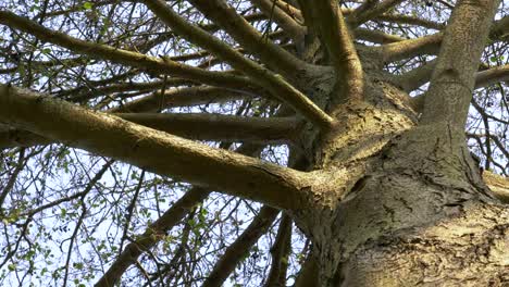 Slow slide forward looking up at tree trunk with spider like branches in Peak District National Park