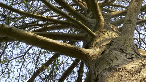 slow slide forward looking up at tree trunk with spider like branches in peak district national park