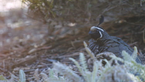 California-quail-standing-up-and-walking-away-sunset