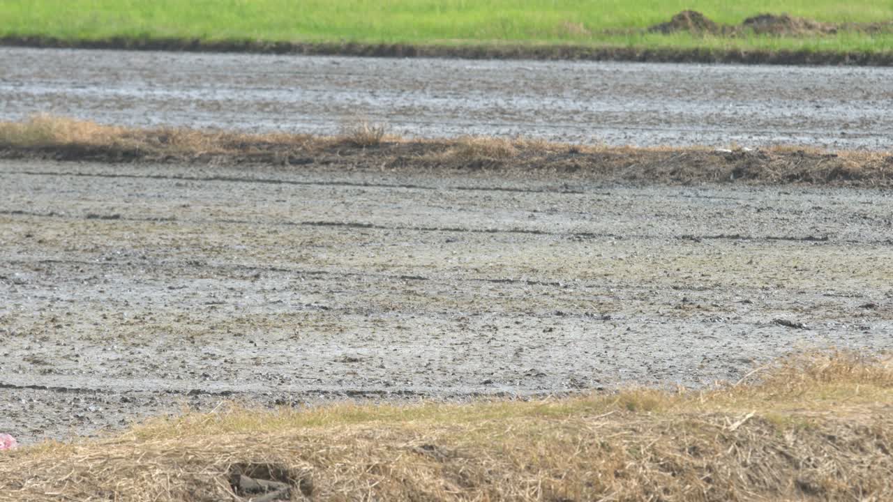 drone spraying pesticide