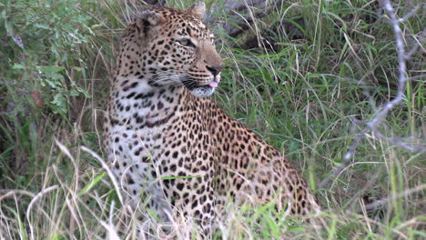 a leopard in dense thicket watching something