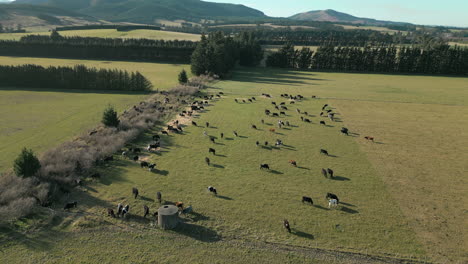 nahaufnahme von milchkühen, die in canterbury, neuseeland, weiden