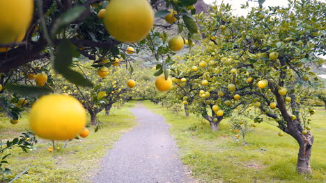 Impresionantes-Limoneros-En-Un-Campo-En-La-Isla-Canaria