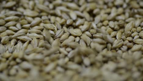 Microbrewery-processing-and-refining-malt-grains,-closeup