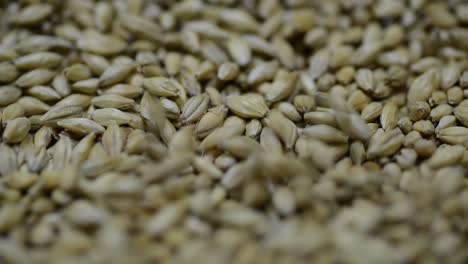 microbrewery processing and refining malt grains, closeup