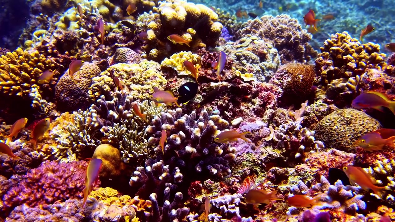 Una barriera corallina colorata brulicante di numerosi piccoli pesci tropicali che nuotano tra diverse e morbide strutture coralline.