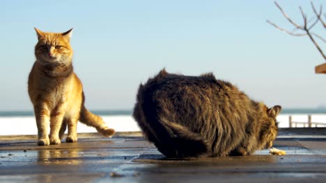 homeless cats on the street eat food in early spring