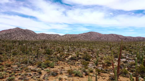 Cactus-Plants-On-A-Dry-Landscape-Under-White-Cloudy-Sky-In-Baja-California-Sur,-Mexico