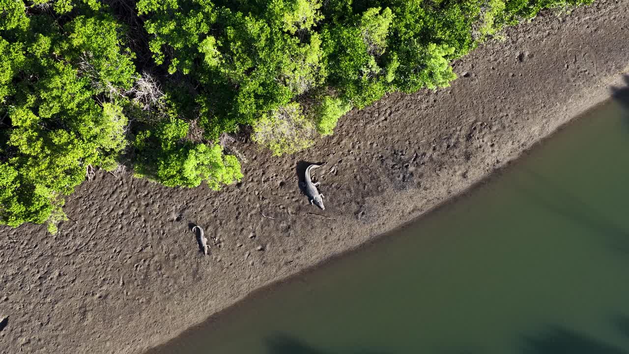 Aerial view of a saltwater crocodile on a muddy riverbank surrounded by lush mangroves in bright daylight