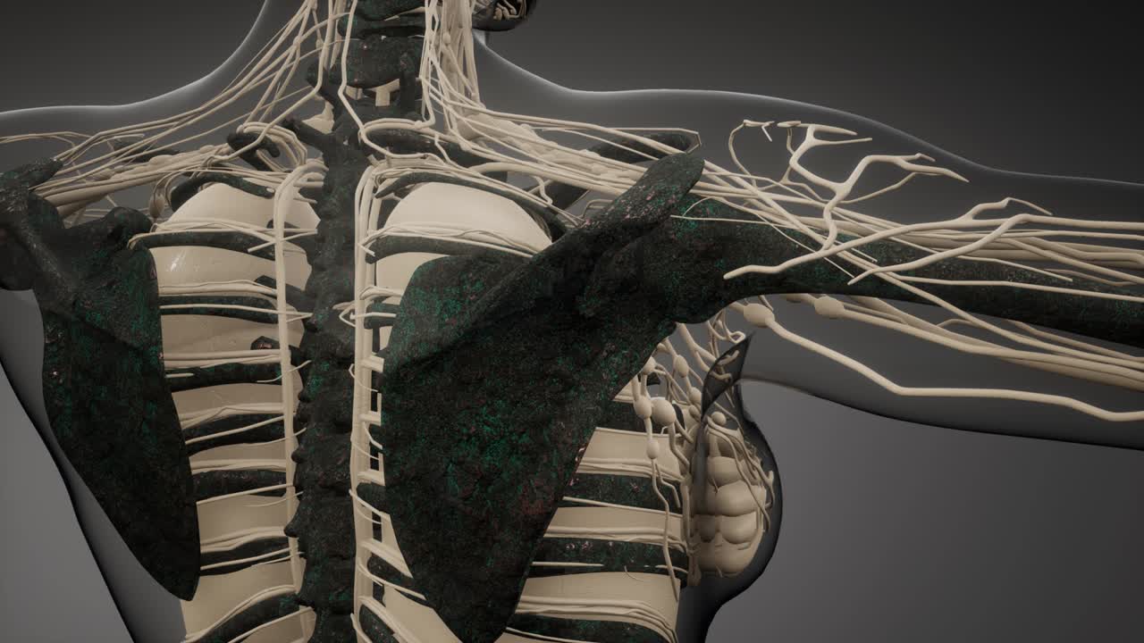 cuerpo humano transparente con huesos visibles