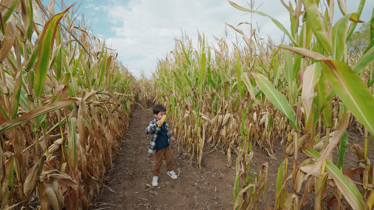 Child playing in a cornfield