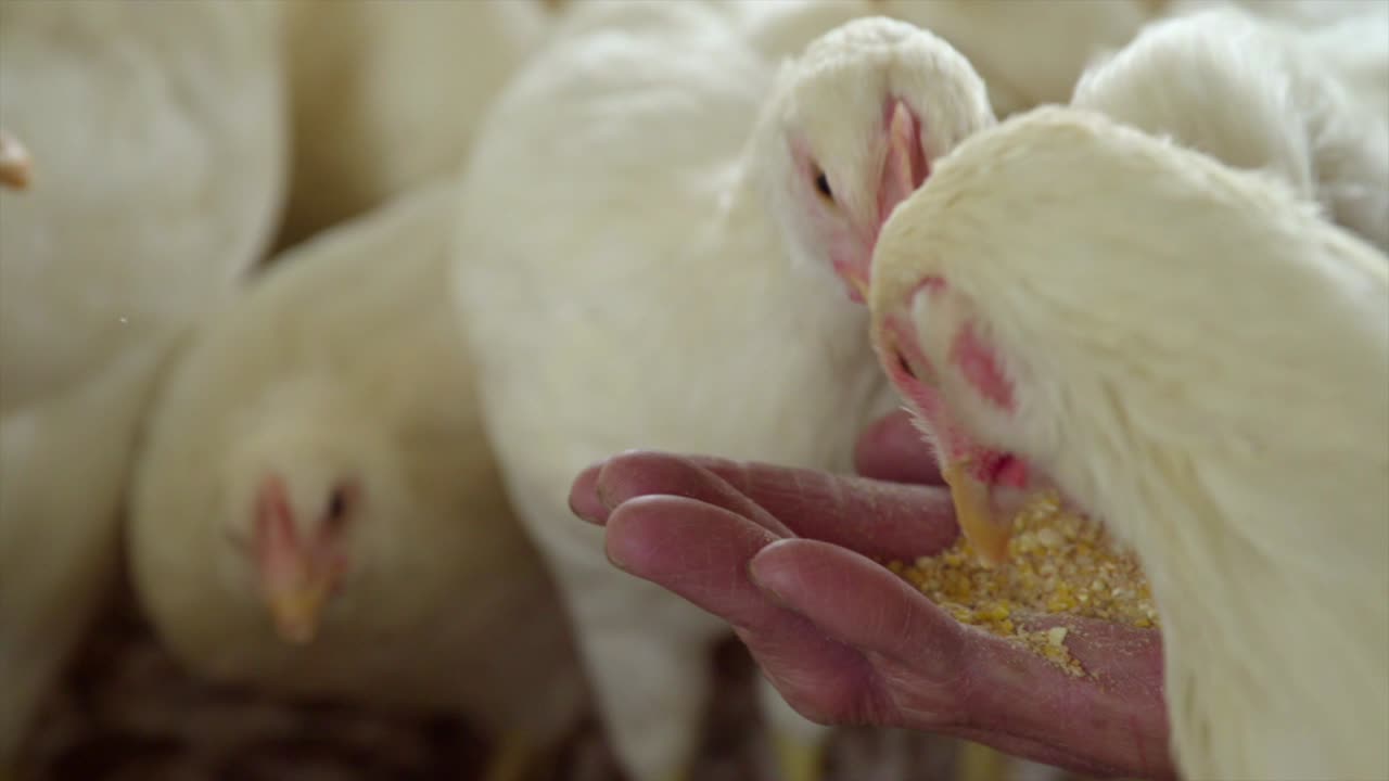 Close up of white chickens being hand fed by farmer