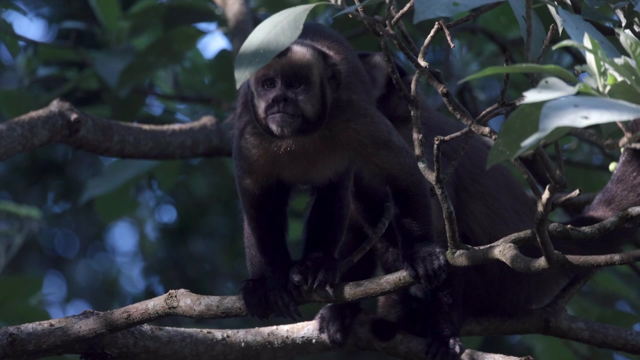 Slow Motion 4K Wild Brown Capuchin Monkey fruit foraging in tropical rainforest jungle canopy South America
