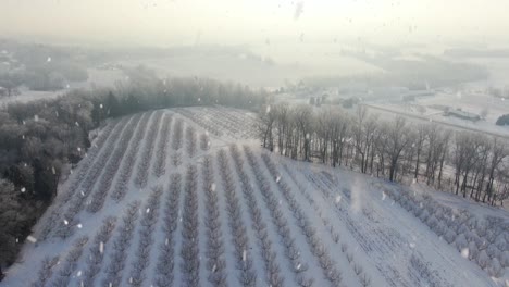 dormant fruit orchard in winter snow