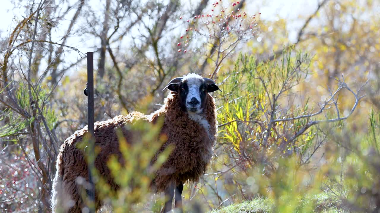 A brown sheep stands amidst foliage near Lake Wakatipu, with natural lighting and serene surroundings