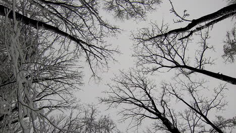 Fluffy-snow-falls-gently-in-slow-motion,-looking-up-toward-treetops-and-sky