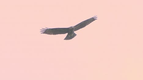 beautiful eagle soaring high in the pastel pink sky