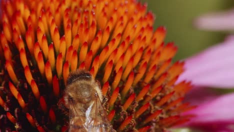 abeja melífera poliniza una flor de estornudo común en un campo