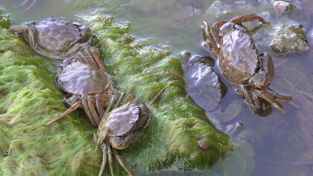 Sekelompok Kepiting Beristirahat di Atas Alga Hijau di Air Dangkal