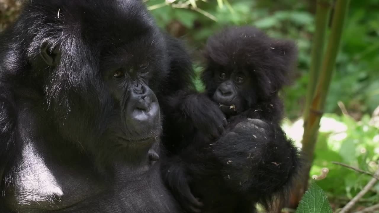 Ripresa al rallentatore di una gorilla madre che tiene in braccio il suo cucciolo nella foresta pluviale ruandese