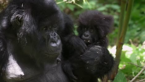 slowmotion shot of a mother gorilla holdings its baby in the rwandan rainforest